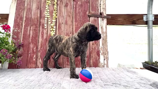 Video preview image #2 Mastiff Puppy For Sale in WAKARUSA, IN, USA