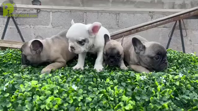 Video preview image #1 French Bulldog Puppy For Sale in JOHNSTON, RI, USA