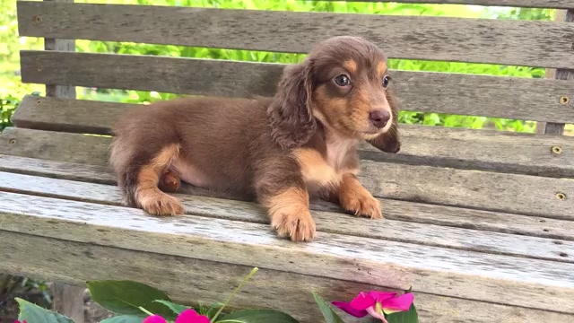 Video preview image #4 Dachshund Puppy For Sale in WAKARUSA, IN, USA