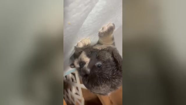 Video preview image #1 English Bulldog Puppy For Sale in BAKERSFIELD, CA, USA