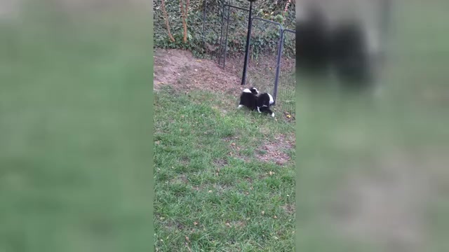 Video preview image #2 Miniature Australian Shepherd Puppy For Sale in MILFORD, MI, USA