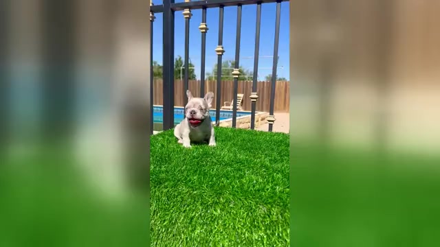 Video preview image #3 French Bulldog Puppy For Sale in BROOKLYN, NY, USA