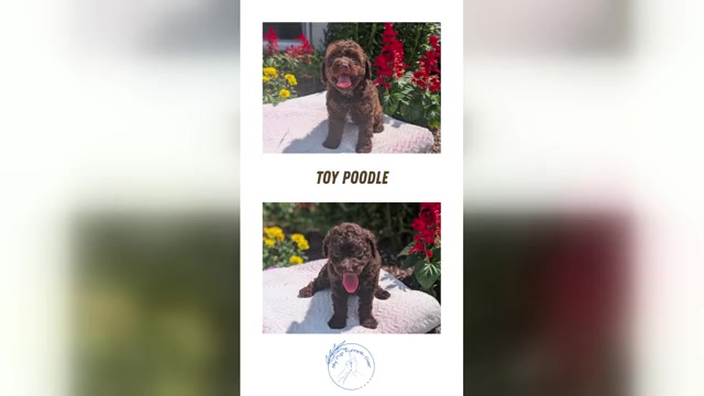 Video preview image #5  Breeder Profile in GOSHEN, IN, USA