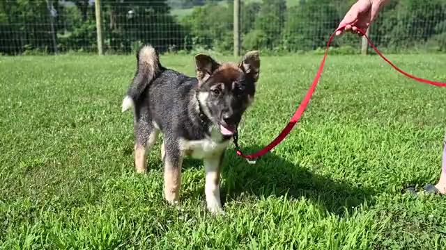 Video preview image #1 Akita Puppy For Sale in MILLERSBURG, OH, USA