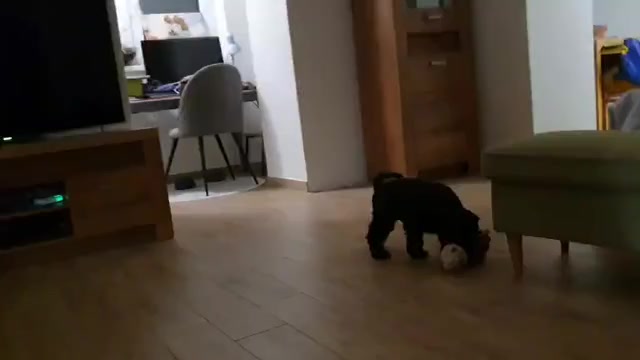 Video preview image #3 Schnauzer (Miniature) Puppy For Sale in Hatvan, Heves, Hungary