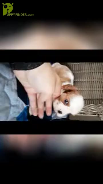 Video preview image #7 Cavalier King Charles Spaniel Puppy For Sale in SHIPSHEWANA, IN, USA
