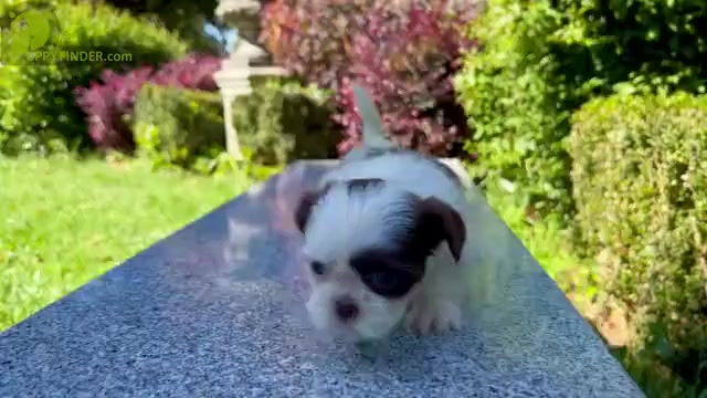 Video preview image #5 Shih Tzu Puppy For Sale in HAYWARD, CA, USA