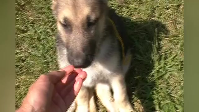 Video preview image #1 German Shepherd Dog Puppy For Sale in PIEDMONT, MO, USA