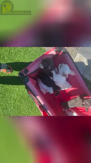 Video preview image #1 French Bulldog Puppy For Sale in SAN DIEGO, CA, USA