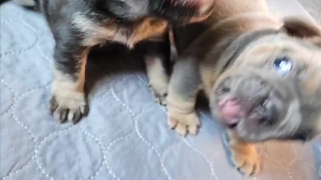 Video preview image #1  Breeder Profile in FENTON, MO, USA