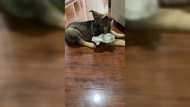 Video preview image #4 German Shepherd Dog Puppy For Sale in MADISON HEIGHTS, VA, USA