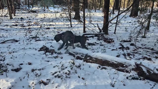 Video preview image #18 Cane Corso Puppy For Sale in COLUMBIA, SC, USA