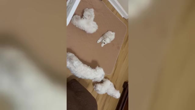 Video preview image #1 Maltese Puppy For Sale in HARVEST, AL, USA