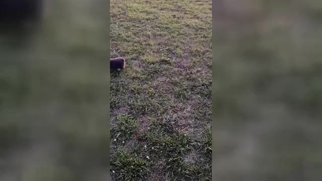 Video preview image #1 American Corgi Puppy For Sale in PRYOR, OK, USA