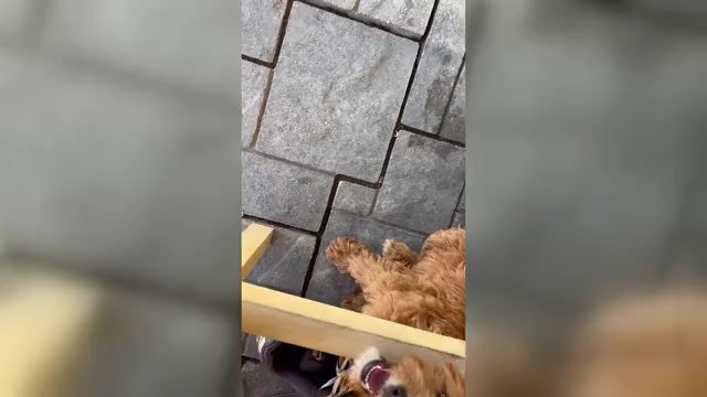 Video preview image #1 Cavapoo Puppy For Sale in PALM SPRINGS, CA, USA