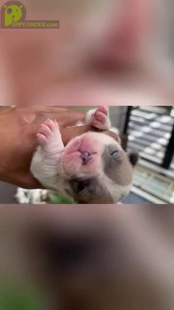 Video preview image #3 French Bulldog Puppy For Sale in CHESAPEAKE, VA, USA