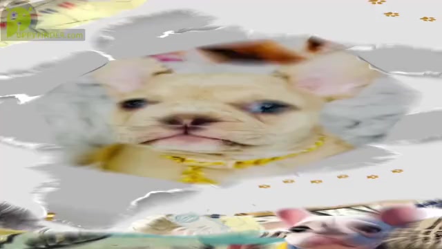 Video preview image #5 French Bulldog Puppy For Sale in ATHENS, GA, USA