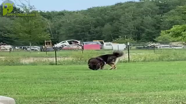 Video preview image #4  Breeder Profile in TWINING, MI, USA