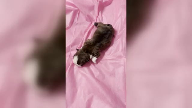 Video preview image #1  Breeder Profile in BURLESON, TX, USA