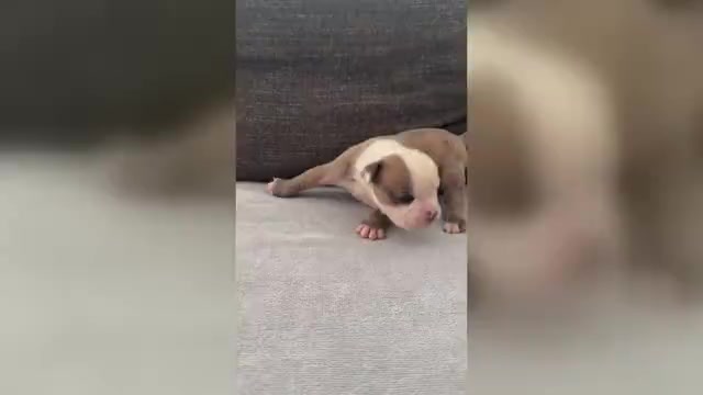 Video preview image #1 Olde English Bulldogge Puppy For Sale in BRENTWOOD, CA, USA