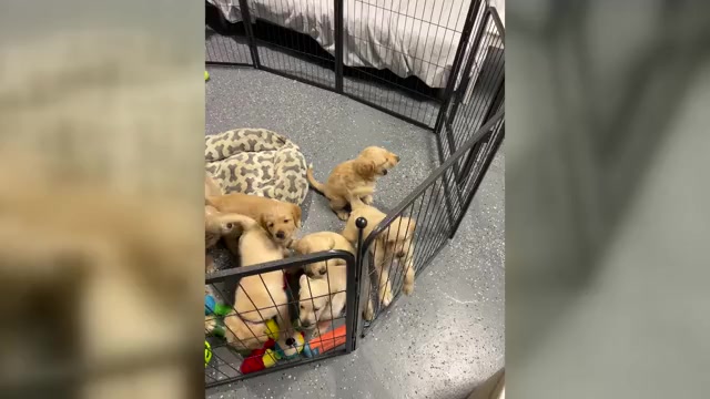 Video preview image #3 Labradoodle Puppy For Sale in FORT LAUDERDALE, FL, USA