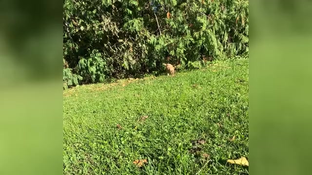 Video preview image #1 Poodle (Miniature) Puppy For Sale in RUDD, IA, USA
