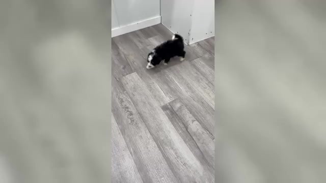 Video preview image #1 Bernedoodle (Miniature) Puppy For Sale in DUNDEE, OH, USA