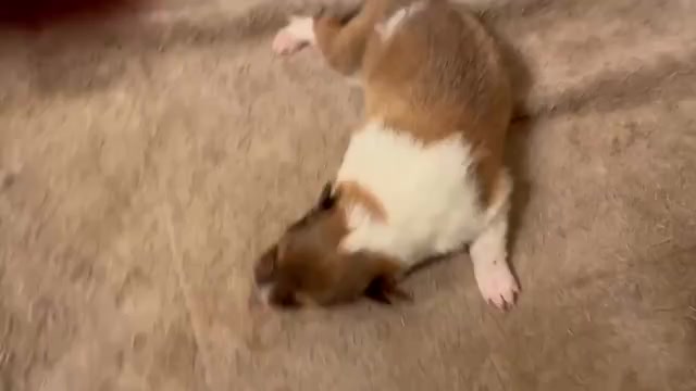 Video preview image #6 Collie Puppy For Sale in HIGH POINT, NC, USA