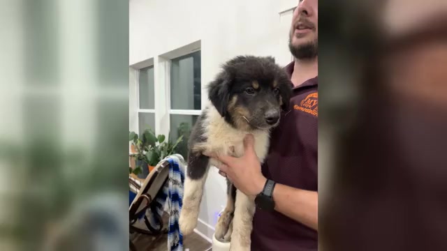 Video preview image #4 Australian Shepherd Puppy For Sale in TYLER, TX, USA