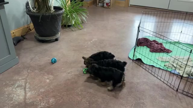 Video preview image #1 Morkie Puppy For Sale in CASSVILLE, MO, USA