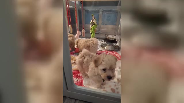 Video preview image #23 Maltipoo (Miniature) Puppy For Sale in SAN ANTONIO, TX, USA