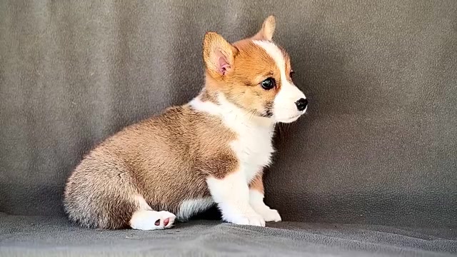 Video preview image #5 Pembroke Welsh Corgi Puppy For Sale in WAKARUSA, IN, USA