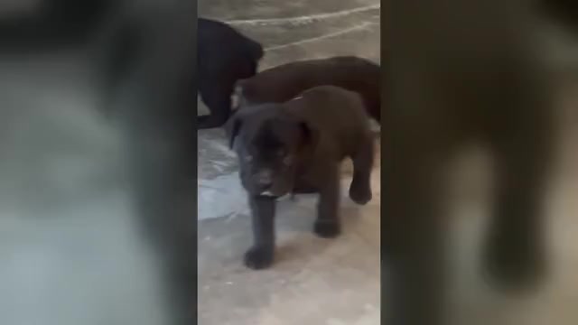Video preview image #4 Cane Corso Puppy For Sale in COLLINSVILLE, IL, USA