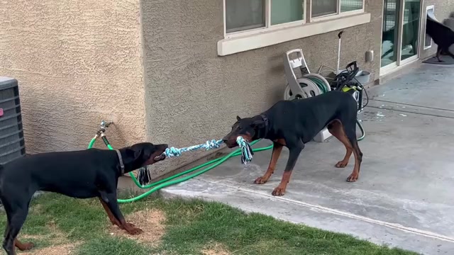 Video preview image #1 Doberman Pinscher Puppy For Sale in PHOENIX, AZ, USA
