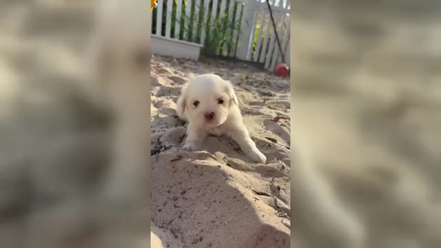 Video preview image #2 Lhasa Apso Puppy For Sale in GIBSONTON, FL, USA