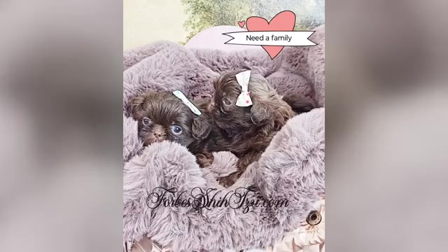 Video preview image #1 Shih Tzu Puppy For Sale in OCALA, FL, USA