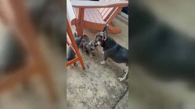 Video preview image #1 French Bulldog Puppy For Sale in FORT LAUDERDALE, FL, USA