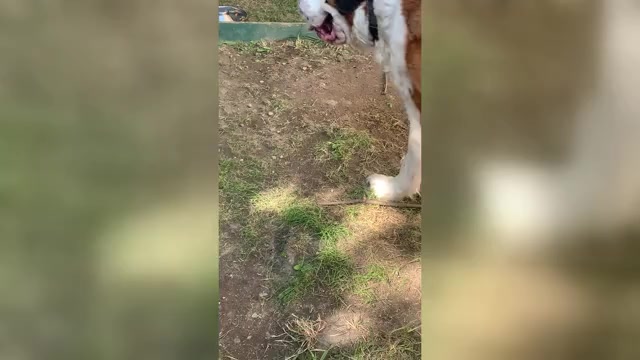 Video preview image #2 Cane Corso-Saint Bernard Mix Puppy For Sale in WORCESTER, MA, USA