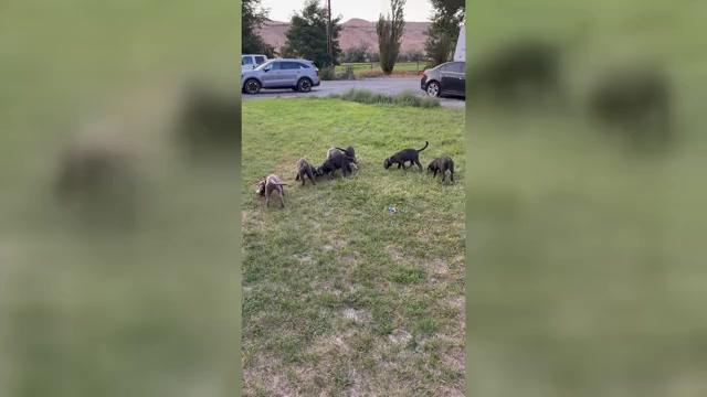 Video preview image #1 Labrador Retriever Puppy For Sale in HAGERMAN, ID, USA