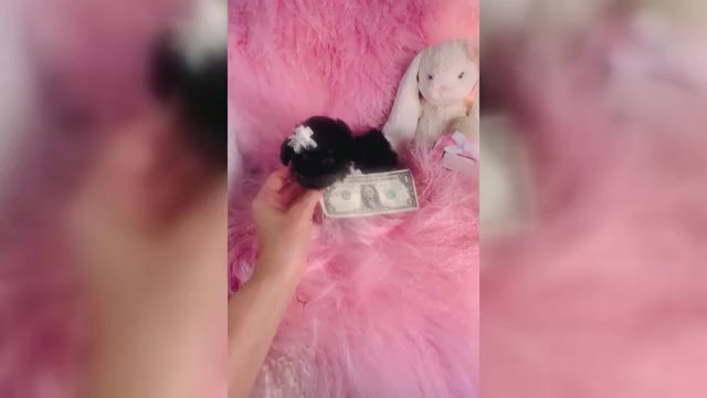 Video preview image #4 Poodle (Toy) Puppy For Sale in MIAMI, FL, USA