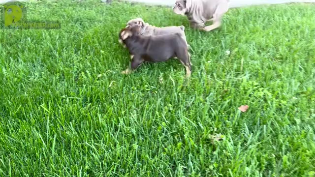 Video preview image #2 Bulldog Puppy For Sale in CORONA, CA, USA
