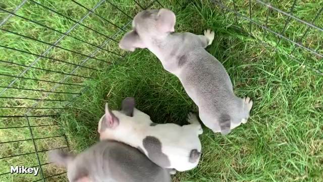 Video preview image #3 French Bulldog Puppy For Sale in BREMEN, IN, USA