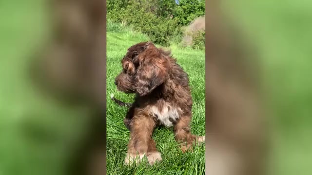 Video preview image #1 Pyredoodle Puppy For Sale in PRESCOTT, WA, USA