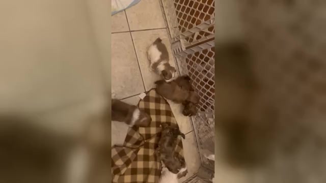 Video preview image #1 Havanese Puppy For Sale in ADA, MI, USA
