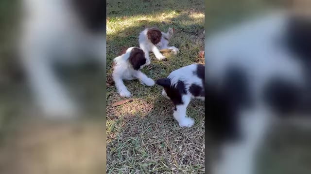Video preview image #2 Cocker Spaniel Puppy For Sale in MONTICELLO, FL, USA