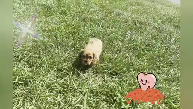 Video preview image #1 Cavalier King Charles Spaniel Puppy For Sale in WARSAW, IN, USA