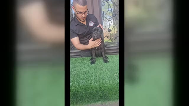 Video preview image #1 Cane Corso Puppy For Sale in HOUSTON, TX, USA