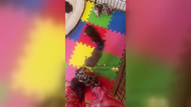 Video preview image #1 French Bulldog Puppy For Sale in HOPE MILLS, NC, USA