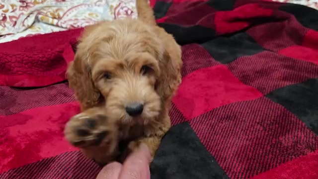 Video preview image #1 Goldendoodle Puppy For Sale in DUBLIN, TX, USA
