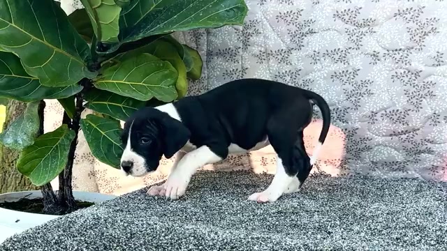 Video preview image #12 Great Dane Puppy For Sale in WAKARUSA, IN, USA